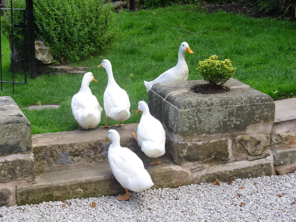 كارنفورث Tithe Barn Bed And Breakfast المظهر الخارجي الصورة
